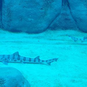 Leopard Shark, Africa Rocks