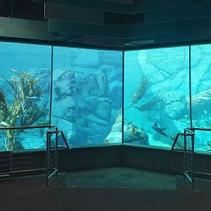 African Penguin & Leopard Shark  Aquarium, Africa Rocks