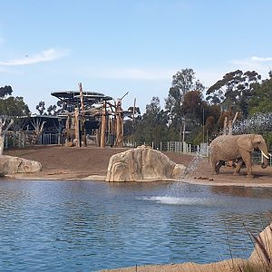 African Elephant& Asian Elephant, Elephant Odyssey