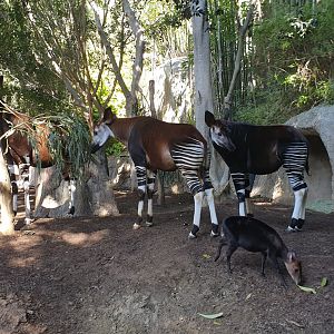 Okapi&Black Duiker, Lost Forest