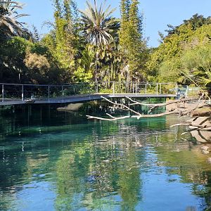 Common Hippo pool, Lost Forest