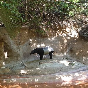 Malayan Tapir, Lost Forest