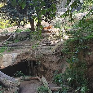Malayan Tiger, Lost Forest