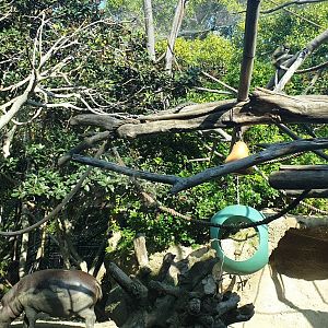 Pygmy Hippo & Wolf's Guenon  & Lesser Spotted-nosed Monkey, Lost Forest