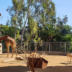 Massai Giraffe & Nubian Soemmerring's gazelle, Urban jungle