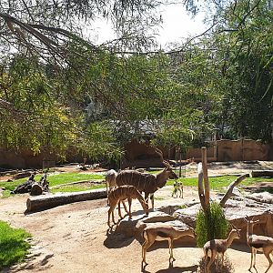 Lesser kudu & Speke's gazelle