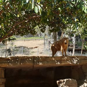 Golden Takin, Asian Passage
