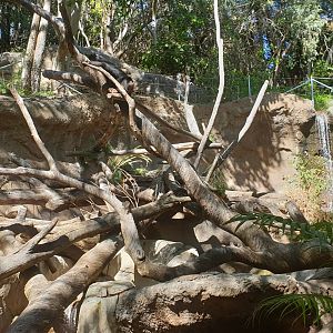 Sun Bear Forest, Asian Passage