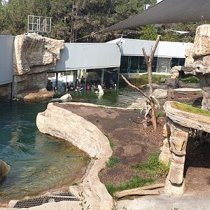 Polar Bear, Northern Frontier