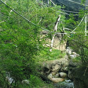 Yellow-cheeked gibbon exhibit, Asian Passage