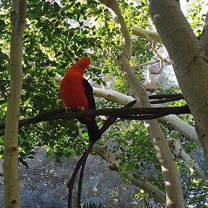 Andean Cock-of-the-rock, Parker Aviary, Lost Forest