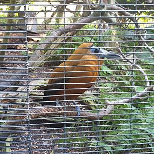 Capuchinbird, Parker Aviary, Lost Forest