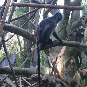 Silvered Leaf Monkey, Lost Forest