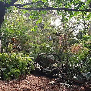 Parker Aviary, Lost Forest