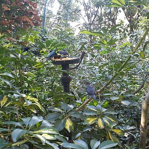Metallic starling, Owens Aviary, Lost Forest