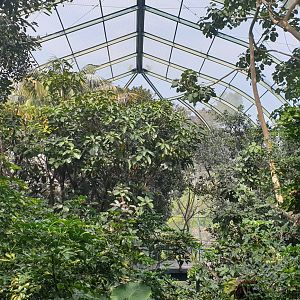 Owens Aviary, Lost Forest