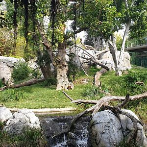 Gorilla Tropics, Lost Forest