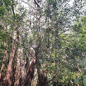 Scripps Aviary, Lost Forest