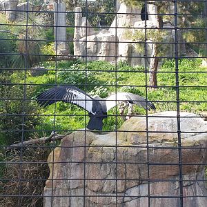 Andean Condor