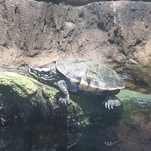 Malayan Snail Eating Turtle