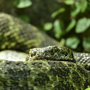 Mangshan Pitviper