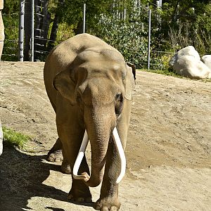 Asian Elephant