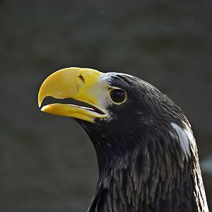 Steller’s Sea Eagle