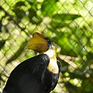 Wrinkled Hornbill