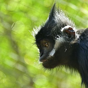 Francois’ Langur