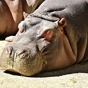 Hippopotamus
