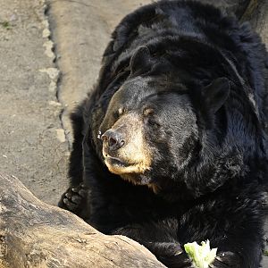 American Black Bear