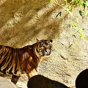 Sumatran Tiger