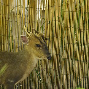 Reeve’s Muntjac