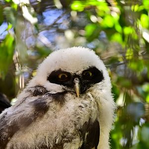 Spectacled Owl