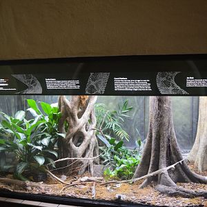 King Cobra Terrarium