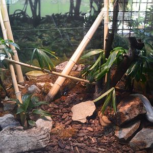 Leucistic Manacled Cobra Terrarium