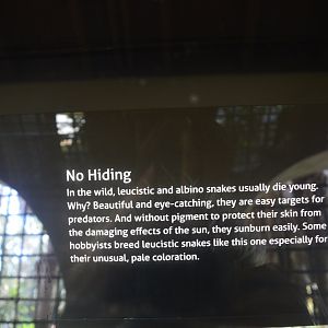 Leucistic/Albino Infographic