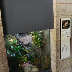 Bornean Eared Frog Terrarium