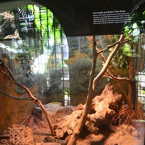 Shingleback Skink Terrarium