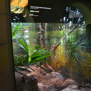 Eastern Diamondback Terrarium