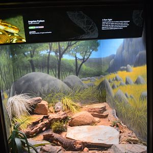 Angolan Python Terrarium