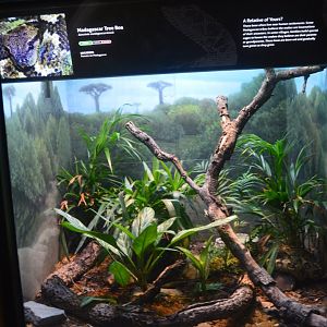 Madagascar Tree-Boa Terrarium