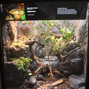 Black Tree Monitor Terrarium