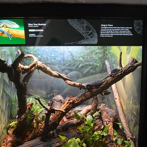 Blue Tree Monitor Terrarium