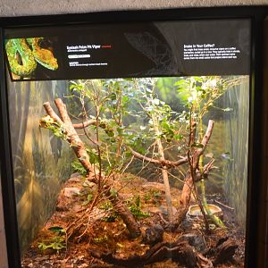 Eyelash Viper Terrarium