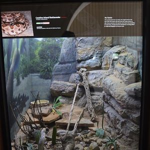 Catalina Rattlesnake Terrarium