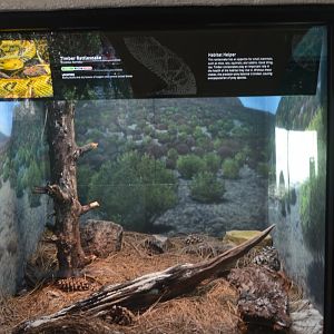 Timber Rattlesnake Terrarium
