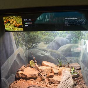 Gila Monster Terrarium