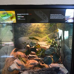 Ethiopian Mountain Adder Terrarium