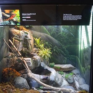 Chinese Crocodile Lizard Terrarium